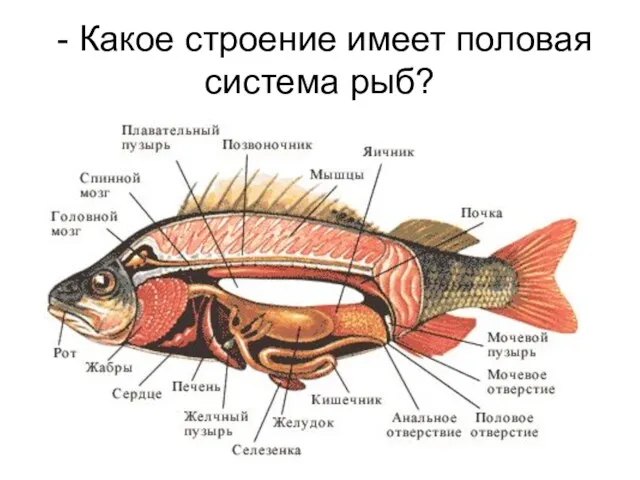 - Какое строение имеет половая система рыб?
