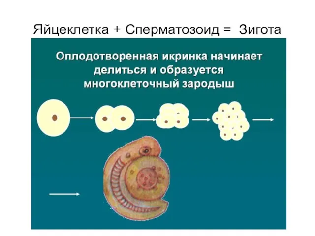Яйцеклетка + Сперматозоид = Зигота