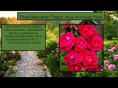 Роза Виннипег Паркс -Rosa Winnipeg Parks Куст высотой 75 см. Цветки тёмно-розовые, чашевидной