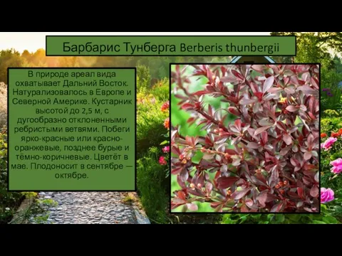 Барбарис Тунберга Berberis thunbergii В природе ареал вида охватывает Дальний Восток. Натурализовалось в