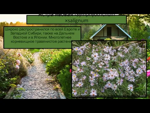 Астра ивовая -Symphyótrichum ×salígnum Широко распространился по всей Европе и Западной Сибири, также