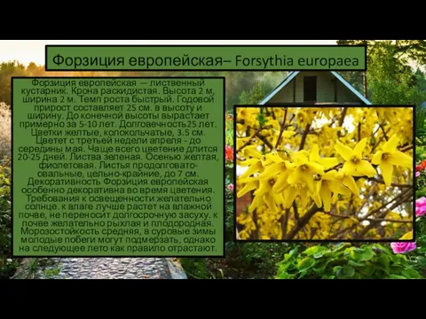 Форзиция европейская– Forsythia europaea Форзиция европейская — лиственный кустарник. Крона раскидистая. Высота 2