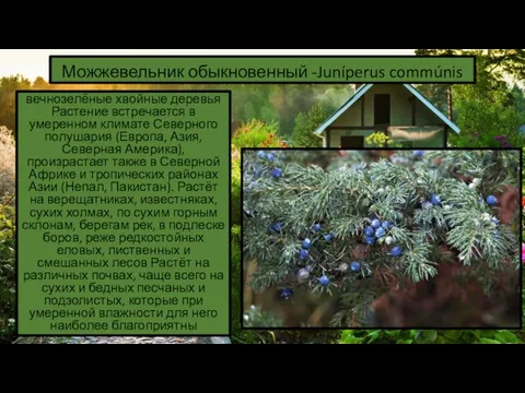 Можжевельник обыкновенный -Juníperus commúnis вечнозелёные хвойные деревья Растение встречается в умеренном климате Северного