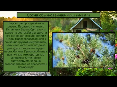 Сосна ́обыкновенная-Pínus sylvéstris Широко распространённое дерево Евразии, начиная с Испании и Великобритании и