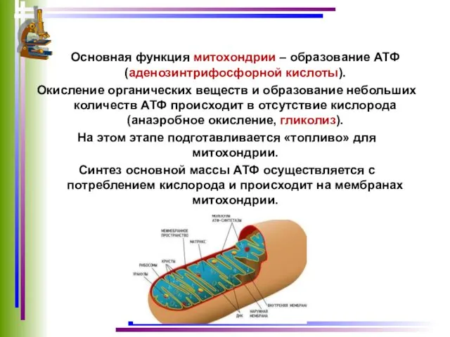 Основная функция митохондрии – образование АТФ (аденозинтрифосфорной кислоты). Окисление органических