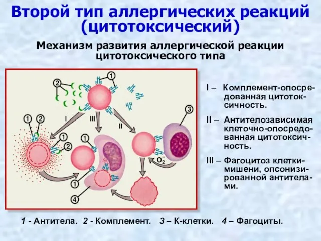 Второй тип аллергических реакций (цитотоксический) I – Комплемент-опосре- дованная цитоток- сичность. II –