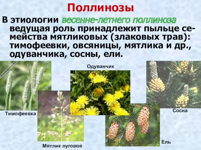 Поллинозы В этиологии весенне-летнего поллиноза ведущая роль принадлежит пыльце се-мейства мятликовых (злаковых трав):