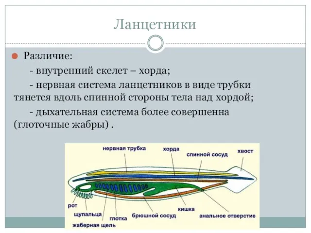 Различие: - внутренний скелет – хорда; - нервная система ланцетников