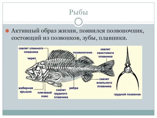 Рыбы Активный образ жизни, поя­вился позвоночник, состоящий из позвонков, зубы, плавники.