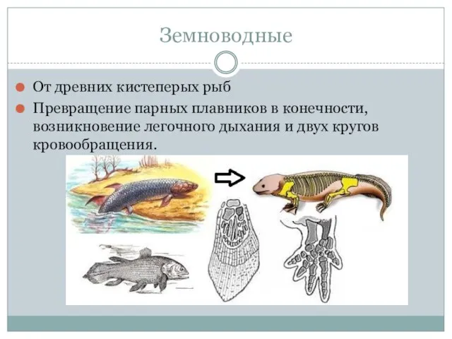 Земноводные От древних кистеперых рыб Превращение парных плавни­ков в конечности,