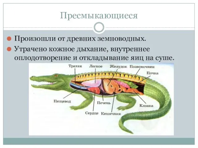 Пресмыкающие­ся Произошли от древних земноводных. Утрачено кожное дыхание, внутреннее оплодотворение и откладывание яиц на суше.