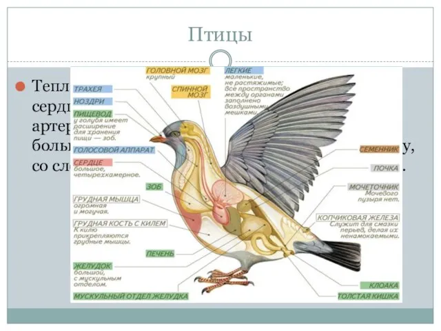 Птицы Теплокровные животные, четырех-камерное сердце, полное разделение венозного и артериального