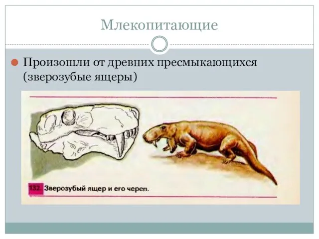 Млекопитающие Произошли от древних пресмы­кающихся (зверозубые ящеры)