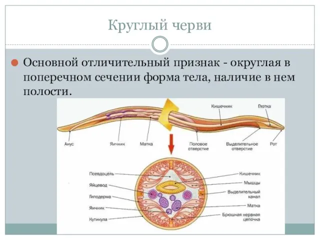 Круглый черви Основной отличительный признак - округлая в поперечном сечении форма тела, наличие в нем полости.