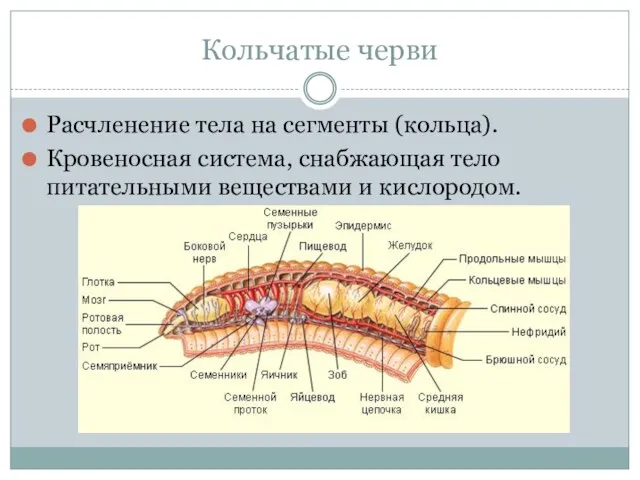 Кольчатые черви Расчленение тела на сегменты (кольца). Кровеносная система, снабжающая тело питательными веществами и кислородом.