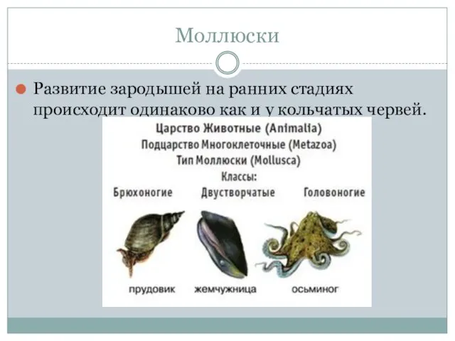 Моллюски Развитие зародышей на ранних стадиях происходит одинаково как и у кольчатых червей.