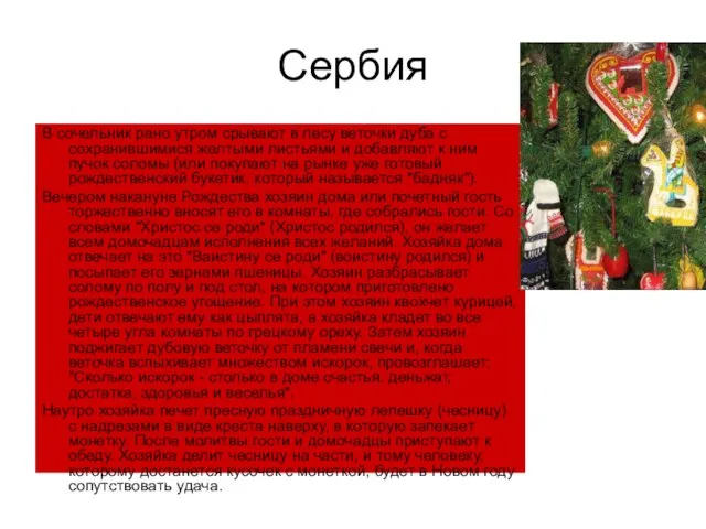 Сербия В сочельник рано утром срывают в лесу веточки дуба с сохранившимися желтыми