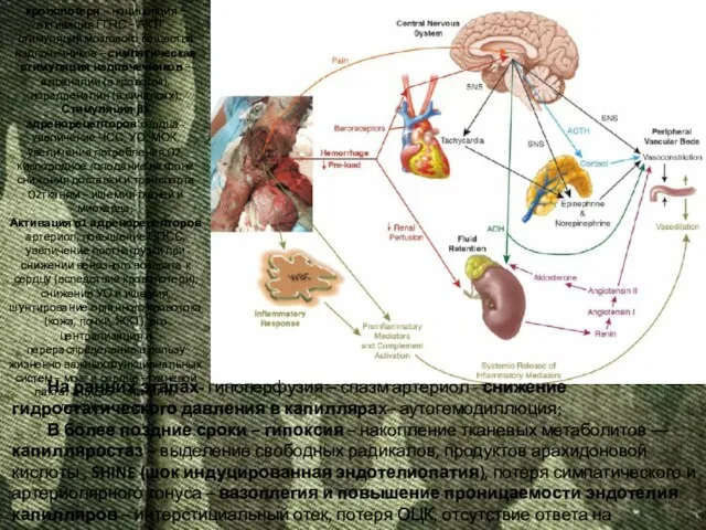 На ранних этапах- гипоперфузия – спазм артериол - снижение гидростатического