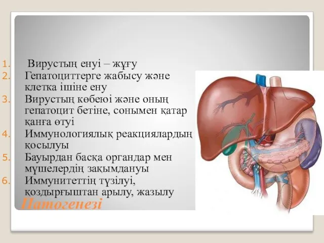 Патогенезі Вирустың енуі – жұғу Гепатоциттерге жабысу және клетка ішіне