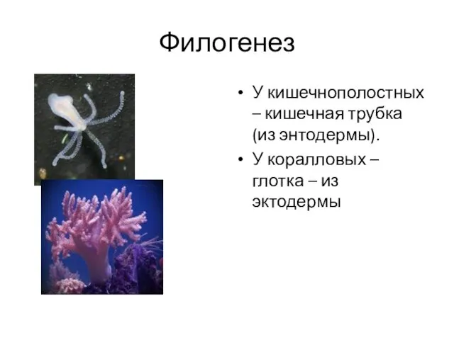 Филогенез У кишечнополостных – кишечная трубка (из энтодермы). У коралловых – глотка – из эктодермы