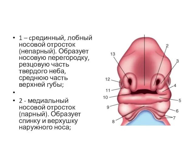 1 – cрединный, лобный носовой отросток (непарный). Образует носовую перегородку, резцовую часть твердого