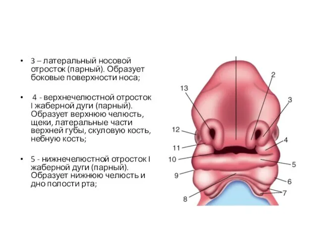 3 – латеральный носовой отросток (парный). Образует боковые поверхности носа; 4 - верхнечелюстной
