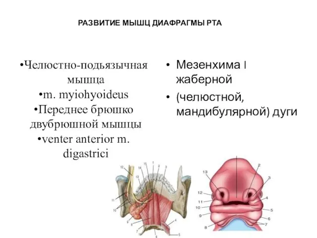 Челюстно-подьязычная мышца m. myiohyoideus Переднее брюшко двубрюшной мышцы venter anterior m. digastrici Мезенхима