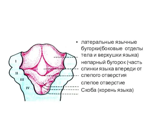 латеральные язычные бугорки(боковые отделы тела и верхушки языка) непарный бугорок (часть спинки языка