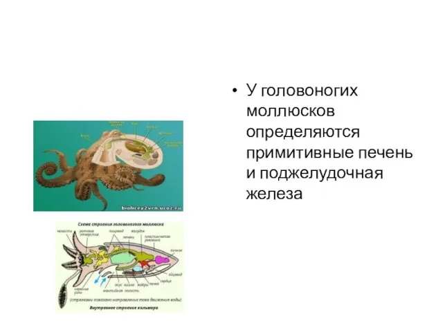 У головоногих моллюсков определяются примитивные печень и поджелудочная железа