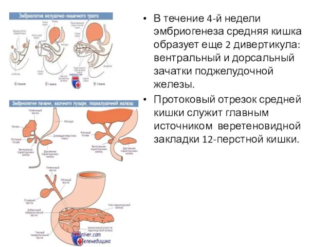 В течение 4-й недели эмбриогенеза средняя кишка образует еще 2 дивертикула: вентральный и