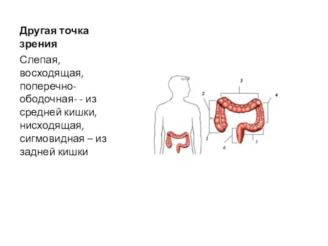 Другая точка зрения Слепая, восходящая, поперечно-ободочная- - из средней кишки, нисходящая, сигмовидная – из задней кишки