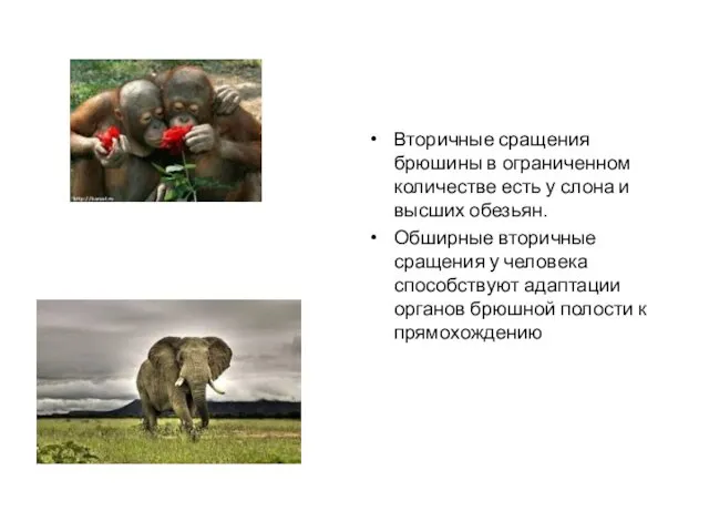 Вторичные сращения брюшины в ограниченном количестве есть у слона и высших обезьян. Обширные