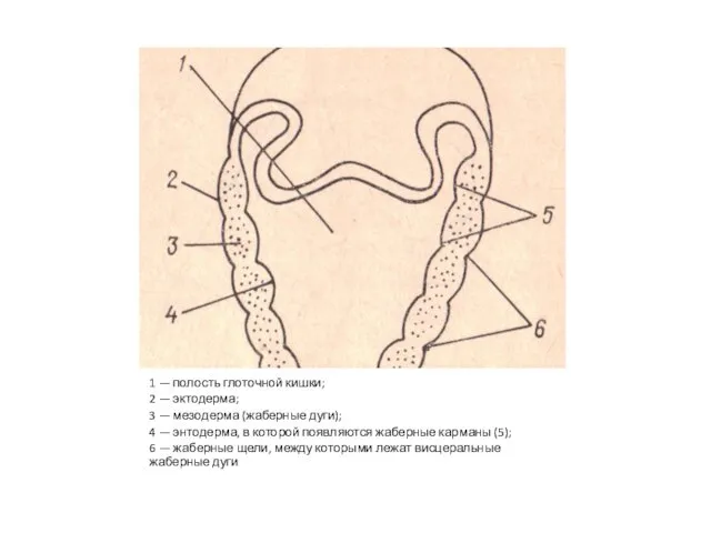 1 — полость глоточной кишки; 2 — эктодерма; 3 — мезодерма (жаберные дуги);