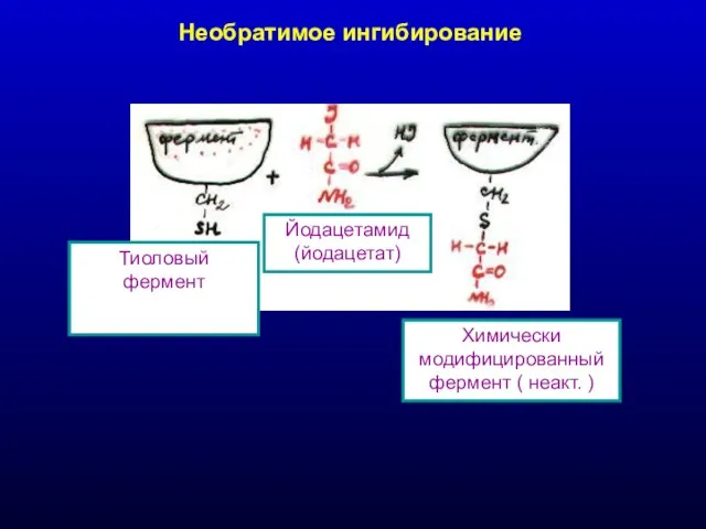 Необратимое ингибирование Химически модифицированный фермент ( неакт. ) Йодацетамид (йодацетат) Тиоловый фермент