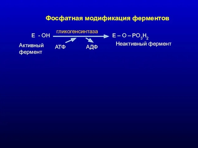Фосфатная модификация ферментов Е - ОН Е – О – РО3Н2 АТФ АДФ