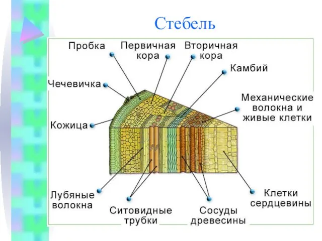 Стебель