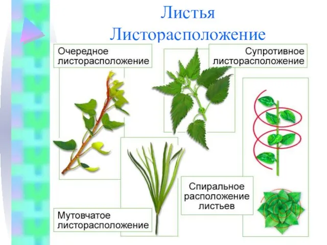 Листья Листорасположение