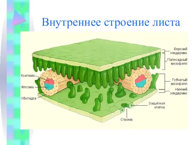 Внутреннее строение листа