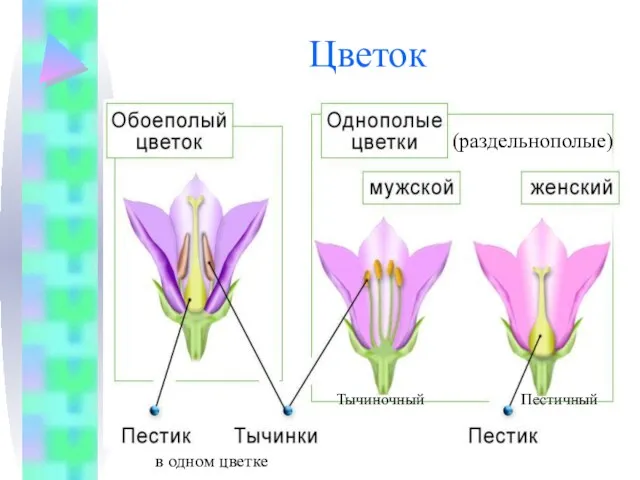 Цветок в одном цветке Пестичный Тычиночный (раздельнополые)