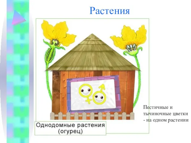 Растения Пестичные и тычиночные цветки - на одном растении