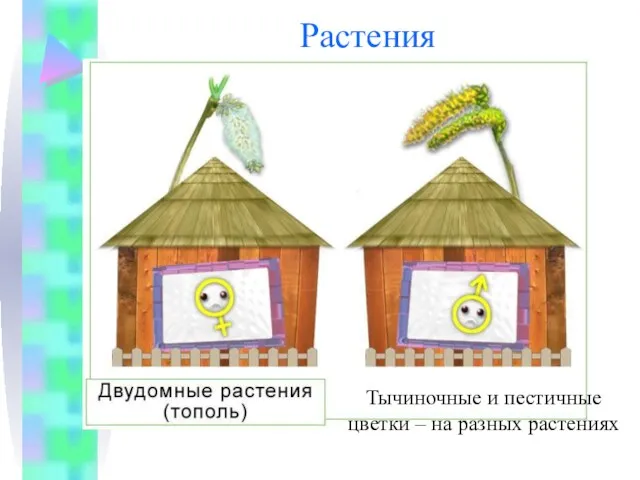 Растения Тычиночные и пестичные цветки – на разных растениях