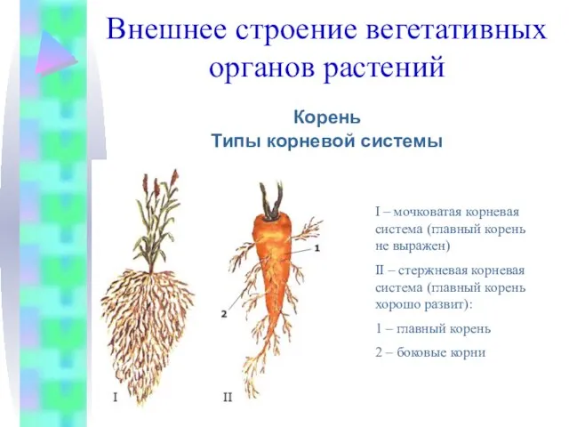 Внешнее строение вегетативных органов растений Корень Типы корневой системы I