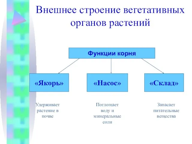 Внешнее строение вегетативных органов растений Функции корня «Якорь» «Насос» «Склад»