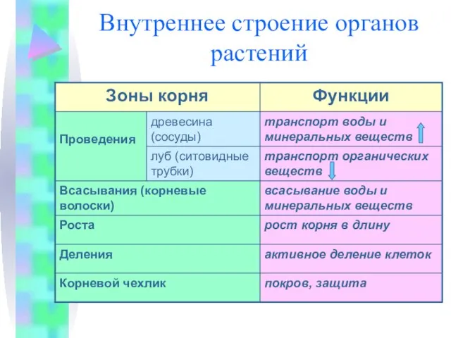 Внутреннее строение органов растений