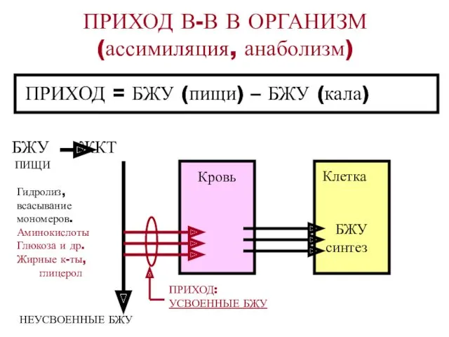 ПРИХОД В-В В ОРГАНИЗМ (ассимиляция, анаболизм) ПРИХОД = БЖУ (пищи)