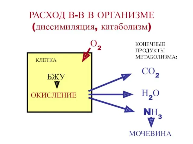 РАСХОД В-В В ОРГАНИЗМЕ (диссимиляция, катаболизм) КЛЕТКА О2 БЖУ ОКИСЛЕНИЕ