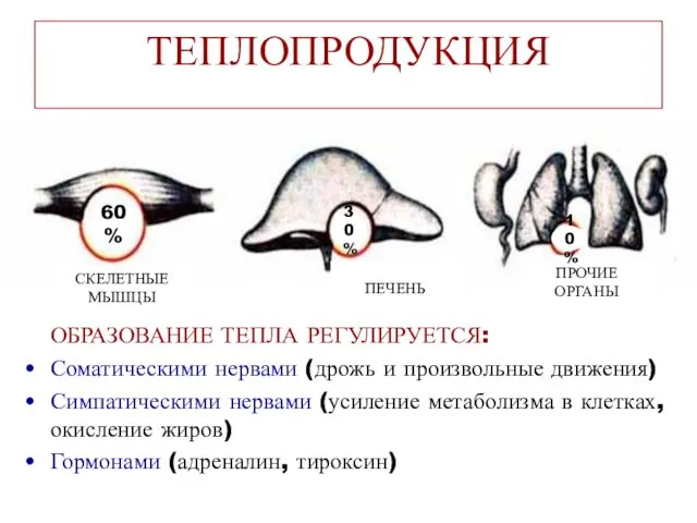 ТЕПЛОПРОДУКЦИЯ ОБРАЗОВАНИЕ ТЕПЛА РЕГУЛИРУЕТСЯ: Соматическими нервами (дрожь и произвольные движения)