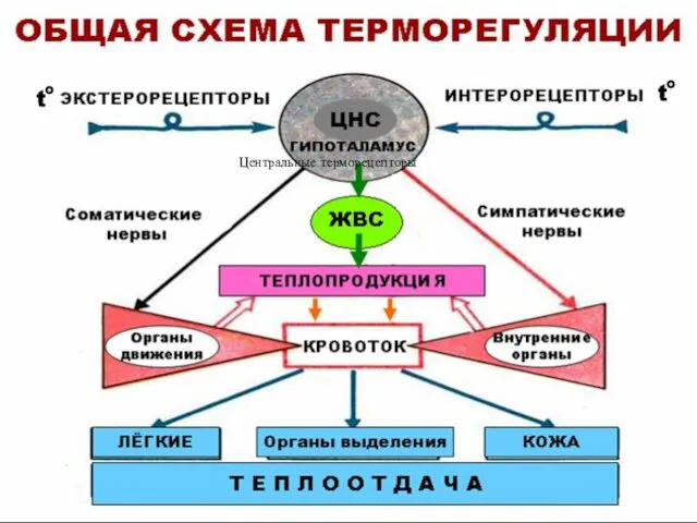 Центральные терморецепторы t t