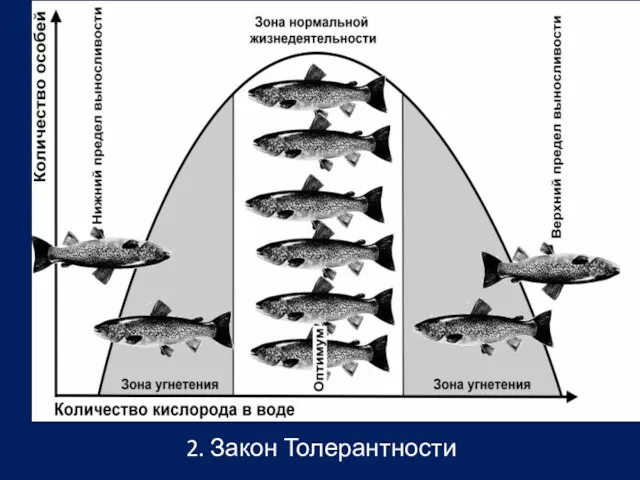 2. Закон Толерантности