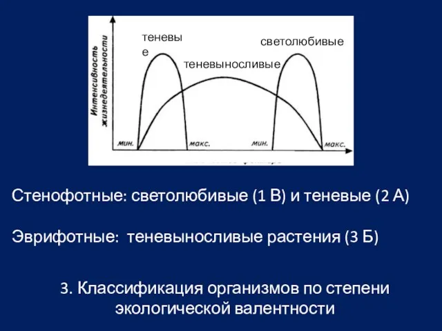 Стенофотные: светолюбивые (1 В) и теневые (2 А) Эврифотные: теневыносливые